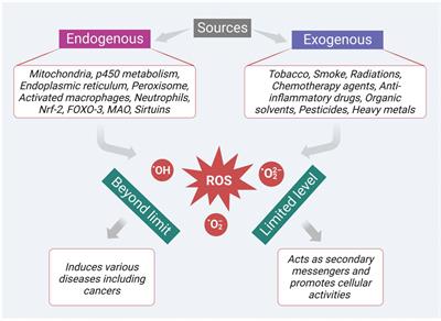 Reactive oxygen species mediated apoptotic death of colon cancer cells: therapeutic potential of plant derived alkaloids